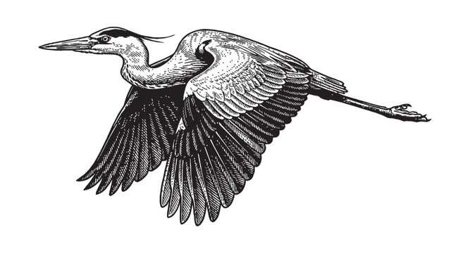 Large great blue heron in mid-flight with outstretched wings and long legs vintage wildlife engraving style.