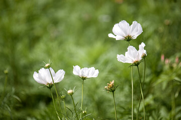 White cosmos bloom flowers background