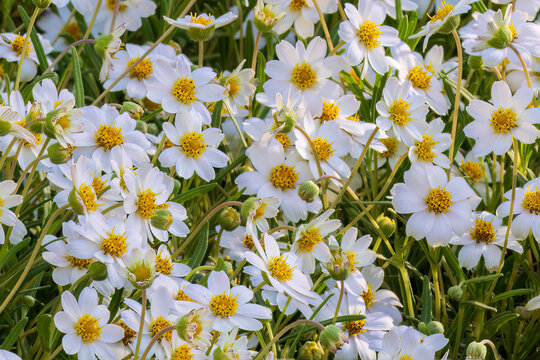 Closeup of Blackfoot Daisies (Melampodium leucanthum) growing in Arizona's Sonoran Desert. 
