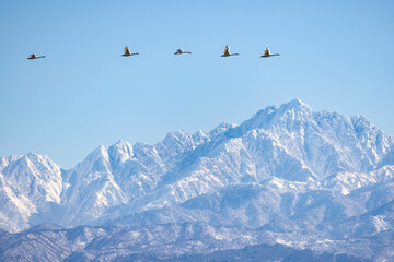 富山の冬 冠雪した立山連峰の上空を一列に飛翔する白鳥の群れ
