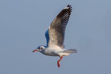 Obraz premium Brown-headed seagull (Chroicocephalus brunnicephalus) in flight, wings spread. At Bang Pu pier near Bangkok, Thailand. Blue sky in the background. 