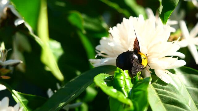 Eastern carpenter Bee fliing to seeking nectar in Robusta coffee blossom on tree plant with green leaf. Petals and white stamens of blooming flowers, Yellow hair and black stripes on bumblebee