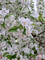 Fototapeta premium A white malusbaccata flower in full bloom