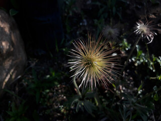 It is the seed of the Pulsatilla koreana (Pasqueflower)