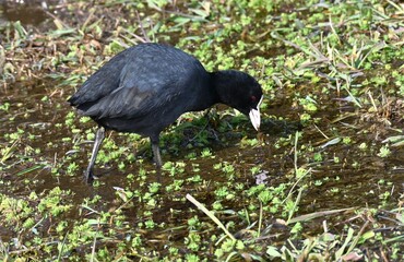 Fototapeta premium Coots are characterized by their black bodies and white foreheads, and they travel in groups to feed on aquatic plants in ponds and rivers.