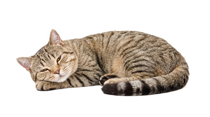 a cute tabby cat is sleeping, curled up comfortably on a transparent background, its eyes are closed. © Irene