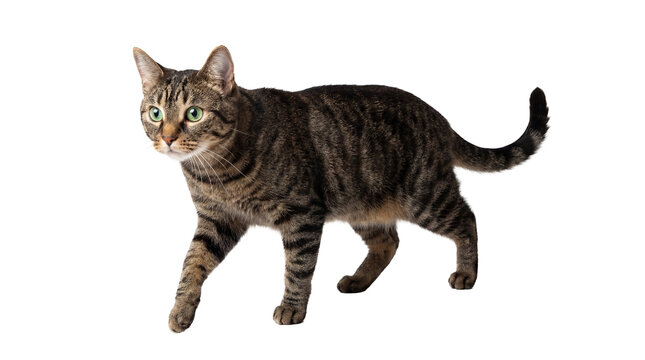 a transparent png image of a tabby cat walking with its left paw forward on a white background, ideal for graphic design projects.