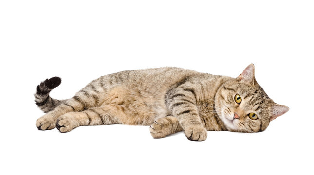 an awake tabby cat lies stretched out on a transparent background, looking towards the viewer with yellow eyes.