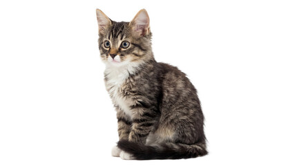 adorable fluffy tabby kitten sitting and looking curious, studio shot with transparent background, perfect for pet-related content and designs. © Irene