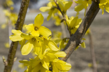 Forsythia(Golden bell flowers) in blue sky background.