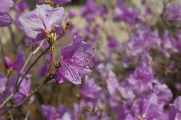 Spring flowers, full bloom of azaleas. Azalea flowers to mark the beginning of spring. Flowers botanical garden