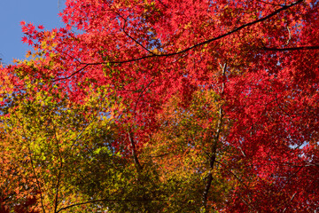 愛知・犬山の秋 空を埋め尽くす鮮やかな紅葉とカエデの背景素材