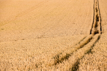 北海道の夏 黄金色に輝く広大な麦畑と大地に刻まれた轍の風景