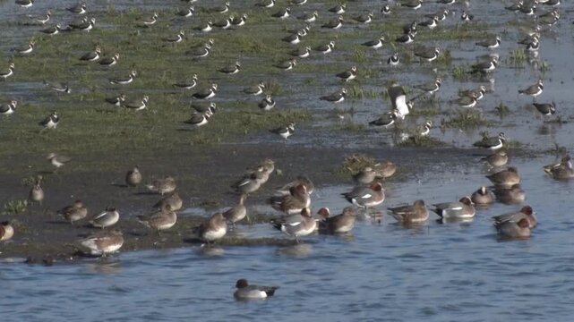 Lapwings, Vanellus vanellus, and Wigeon, Anas penelope, perched on shoreline of shallow lake. Winter. England. UK