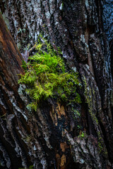Obraz premium A close up of amoss stone wall in a forest