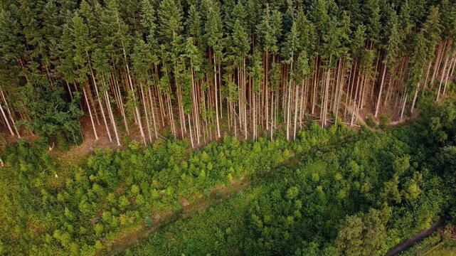 A wide, panning drone shot left to right of a Sitka spruce or Douglas fir forrest showing tightly packed rows of trees the shot is angled downwards