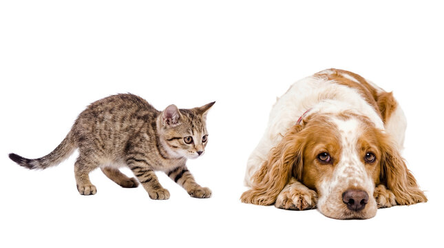 a curious tabby kitten cautiously approaches a large, resting dog, set against a transparent background for versatile design use.