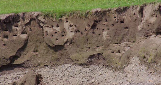 wide shot of a colonies of Sand martins, bank swallows Flying in and out of their nest. On the river Lune