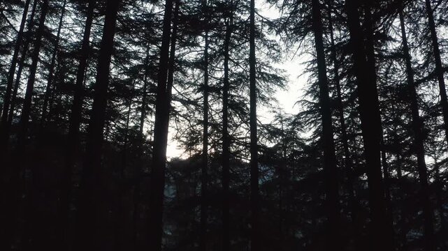 Slow drone push into silhouetted tall deodar trees with faint sunset backlighting through dense Mashobra pine forest toward hazy mountain silhouettes.