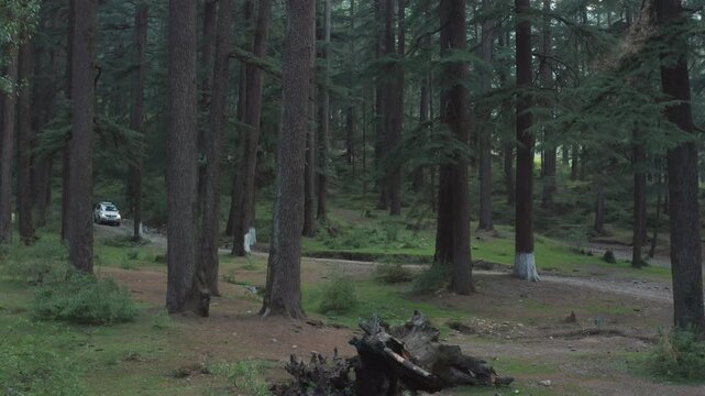 White car slowly enters frame on narrow dirt path through tall dense deodar pine forest, evoking eerie atmosphere with dim light, fallen logs, and Mashobra woodland undergrowth.