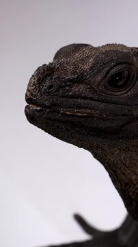 Close Up Profile of a Black Hydrosaurus Lizard Opening Its Mouth