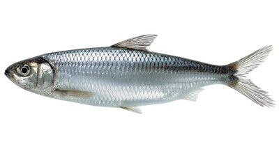 Silver Herring Fish with Detailed Scales and Fins isolated on a transparent background seafood aquatic