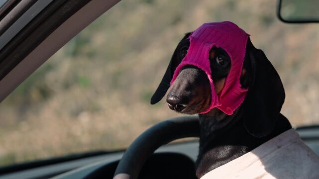 A dachshund wearing a pink mask sits in the driver seat of a car looking out the window 