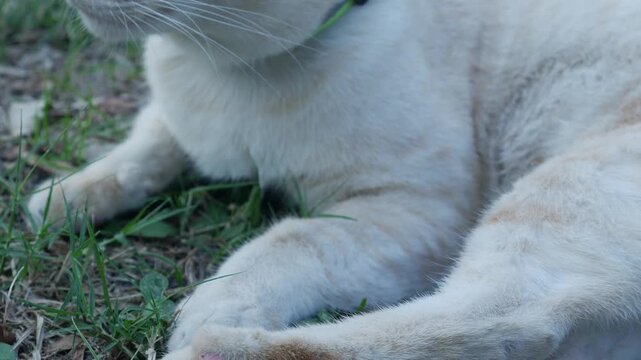Cute orange and white tabby cat scratching itching neck with hind leg outdoors in park natural behavior