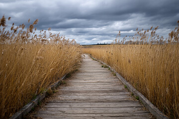 Obraz premium Wooden boardwalk path winding through a marshy area with tall dry reeds under a cloudy, dramatic sky.