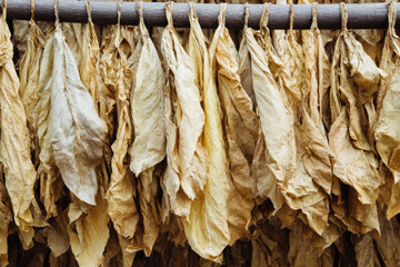 Naklejka premium Brown tobacco leaves drying on wooden rack for curing process