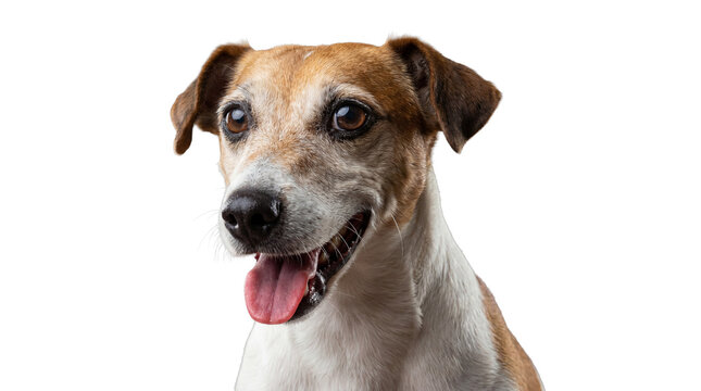 charming jack russell terrier dog portrait with tongue out, panting happily, against a stark transparent background, conveying joy and energy.