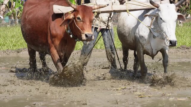 Traditional wooden ploughs pulled through flooded fields 