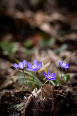 Small purple liverwort flowers (Anemone hepatica) grow through fallen leaves in a forest in Germany during spring. The soft light highlights their colors and shape.
