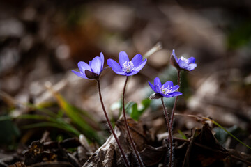 Small purple liverwort flowers (Anemone hepatica) grow through fallen leaves in a forest in Germany during spring. The soft light highlights their colors and shape.