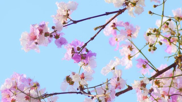 Delicate white pink lagerstroemia crepe myrtle flowers blooming on branches with soft dreamy pastel bokeh background