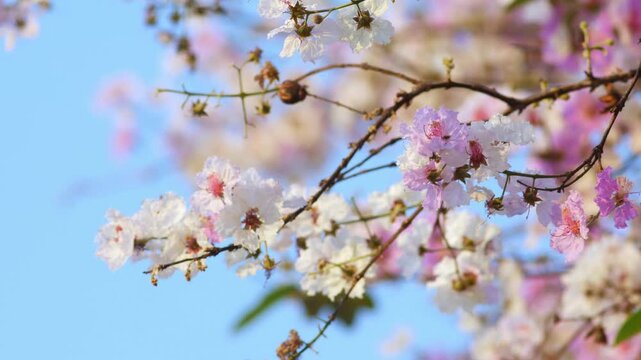 Delicate white pink lagerstroemia crepe myrtle flowers blooming on branches with soft dreamy pastel bokeh background
