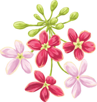 Rangoon Creeper Flower Botanical Painting Tropical Vine Floral Illustration