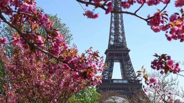 Blooming cherry blossoms in front of the Eiffel Tower, spring in Paris, famous landmark, clean travel background, seasonal tourism concept