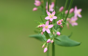 Obraz premium Centaurium erythraea (common centaury) growing in a meadow