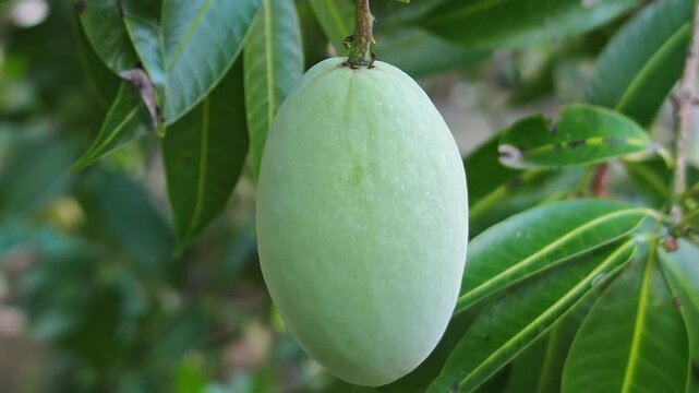 green, unripe Marian plum (Maprang/Bouea macrophylla) fruit hanging