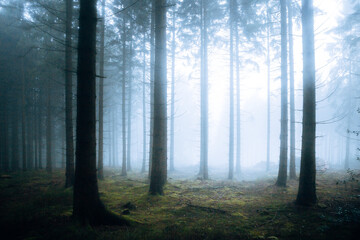 Obraz premium Mystical November Forest Shrouded in Dense Fog, Ethereal Woodland Scene with Bare Trees and Soft Natural Daylight