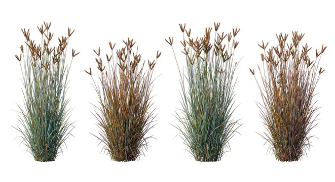 Set of 4 Andropogon gerardii (Big Bluestem) grass clumps isolated on white background, photorealistic botanical illustration showing tall vertical habit and turkey-foot seed heads.