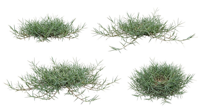 Collection of 4 Cynodon dactylon (Bermuda Grass) turf clumps isolated on white, showing creeping stolons and fine texture for sports turf and lawn visualization.