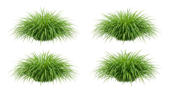 Set of 4 Hakonechloa macra (Japanese Forest Grass) mounds isolated on white background, photorealistic collection showing cascading bamboo-like foliage for shade gardens.