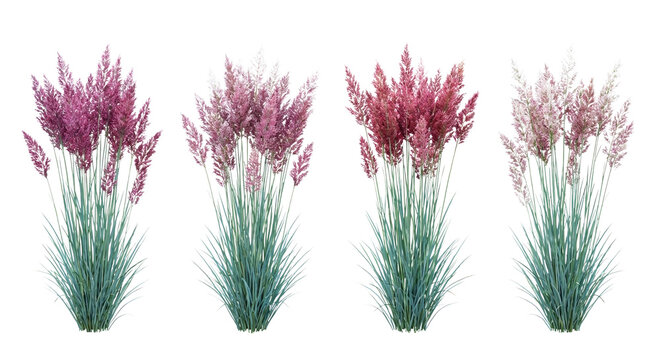 Collection of 4 Melinis repens (Ruby Grass) clumps isolated on white, showing blue-green foliage and distinctive fluffy pink-red flower plumes.
