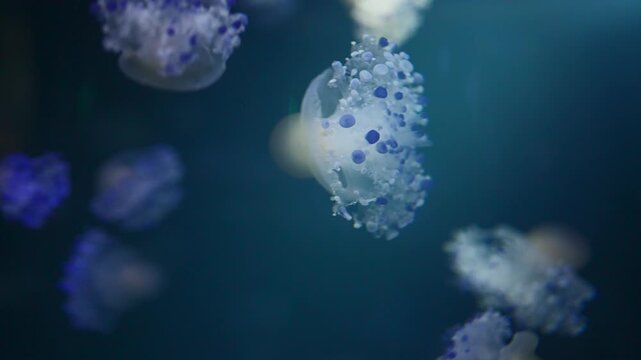 beautiful colorful jellyfish medusa swim underwater in ocean or zoo