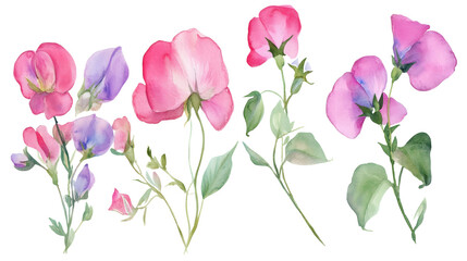 Three watercolor sweet pea flowers in pink hues with green leaves on stems, isolated on transparent background