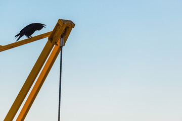 Black raven sits on yellow construction crane at Ilulissat harbour in Greenland during clear sky