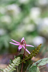 A purple dogtooth violet (Erythronium dens-canis) flower blooms in a natural setting in Germany during spring. The flower stands out with a blurred background.
