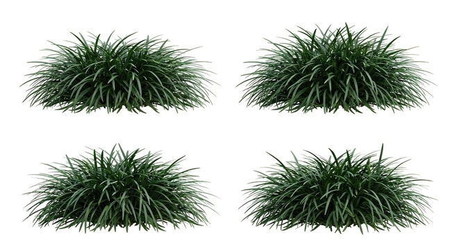 Collection of 4 Ophiopogon japonicus (Mondo Grass) tufts isolated on white, showing low compact habit and dark green grass-like foliage for groundcover design.